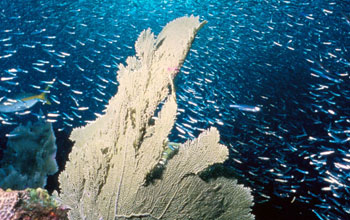 a coral reef with large numbers of fish swimming above the coral.