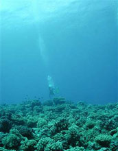 a diver swimming above a coral reef.