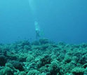 a diver swimming above a coral reef.