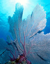 a fan coral.