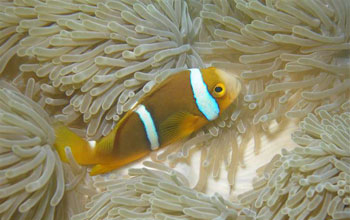 a clownfish above an anemone.