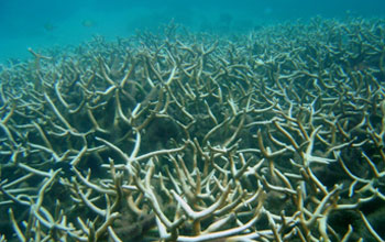 Acropora coral.