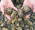 Healthy Pacific oysters at Taylor Shellfish Farms