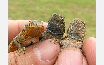 close-up photo of three lizards