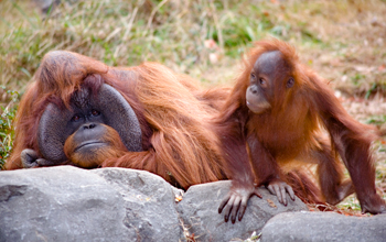 Photo of an adult male orangutan and an infant organgutan at Zoo Atlanta.