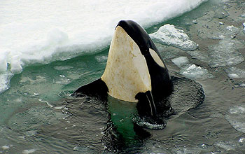 A killer whale emerges from the icy water in McMurdo Sound near McMurdo Station