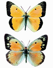 Color pattern of orange sulphur (<em>Colias eurytheme</em>) butterfly