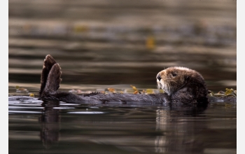 EID scientists are studying infectious disease transmission in California sea otters.