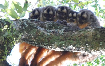 group of owl monkeys huddling,  with an infant  is huddled between the mother and father.