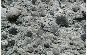 Photo of a slab of limestone that is covered with fossils.