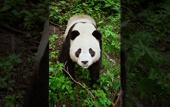 A panda at the China Research and Conservation Center for the Giant Panda