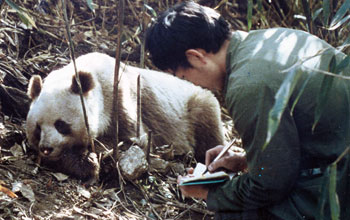 Photo of a researcher taking notes next to a wild Qinling panda.