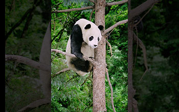 Adult panda delicately perched on a small branch at Wolong Nature Reserve
