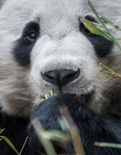 closeup of a panda's face