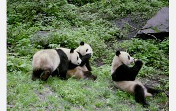 Adult pandas eating dietary cookies specially formulated to supplement their normal diet of bamboo