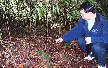 Jianguo "Jack" Liu of Michigan State University points out panda "table scraps".