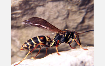 Paper Wasp (<em>Polistes fuscatus</em>)