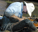 Photo of a researcher sifting sediment from an estuary for parasites.