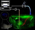 Illustration showing how light-activated proteins and fiberoptics helps Parkinsonian animals.