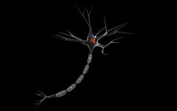 A nerve cell in the human brain (a neuron)