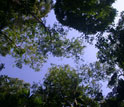 Photo looking up through a gap in the forest.