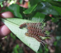 Photo of caterpillars feeding in a forest in Peru.