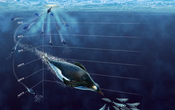 Unlabeled version. Scientists study penguin's physiology to learn how they can dive so deep.