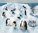 Depicted here is a summary of an Emperor Penguin's yearly lifecycle.