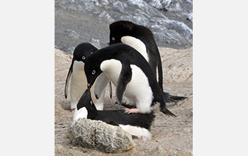 Pair of Adelie breeding penguins