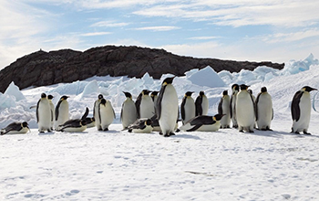 Microevolution of Adelie Penguins