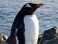 Photo of gentoo penguins at the north end of the Antarctic peninsula.