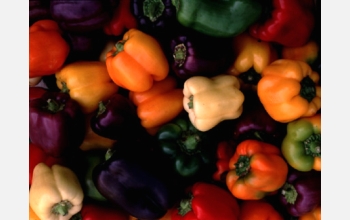 The familiar bell pepper, <em>Capsicum annuum,</em> comes in an array of hues