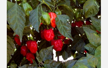 Red savina habanero pepper, a variation of <em>Capsicum chinense</em>
