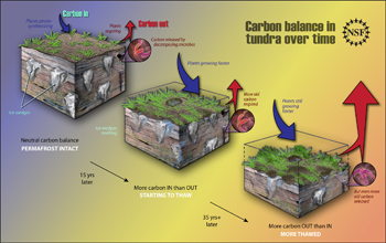 As areas with permafrost thaw and more old carbon is released, the carbon balance changes.