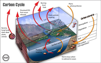 Illustration showing the carbon cycle.