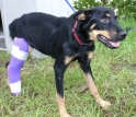 A lost dog with a broken leg received treatment at a temporary animal shelter.