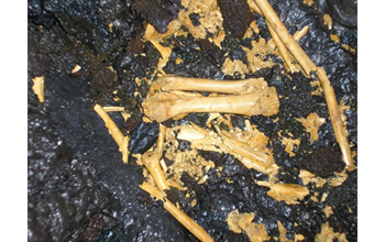 Photo of bird bones from an extinct giant goose that once inhabitated the big island of Hawaii.