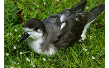 Photo of the endangered Hawaiian petrel resting after a long foraging trip at sea.