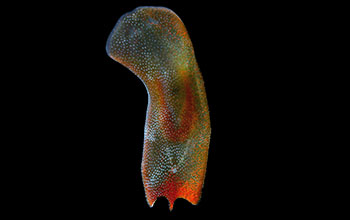 A flatworm <em>Convolutriloba longifissura</em> Acoelomorpha