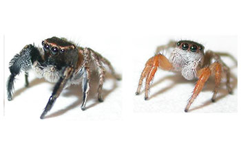 Adult male jumping spiders H. hirsutus (left) and H. icenoglei