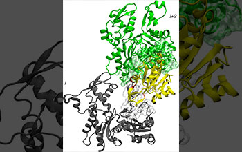 Two actin (a protein) subunits (grey/green) bound with actin depolymerization factor