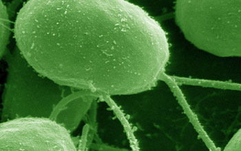 False color image of <em>Chlamydomonas reinhardtii</em>, a type of green algae