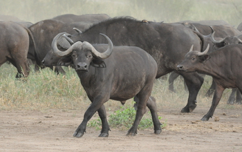 Buffalo herd on the move