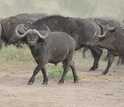 Buffalo herd on the move
