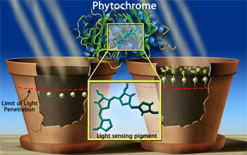 Scientists revealed the 3-D shape of phytochrome when it complexes with a light-sensing pigment.
