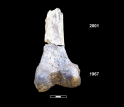 Matched bone fragments from one of the 195,000-year-old Omo humans.