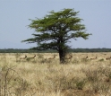 Antelopes living today in the grasslands of the Turkana Basin.