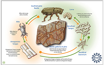 A diagram shows the complex interactions of beetles, mites, two fungi and a bacterium.