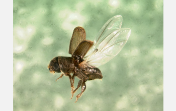 Photo of an adult southern pine beetle in flight.