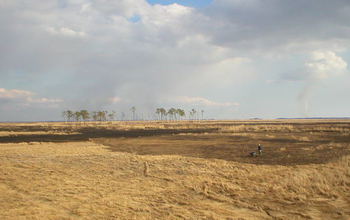 a tidal marsh in Chesapeake Bay